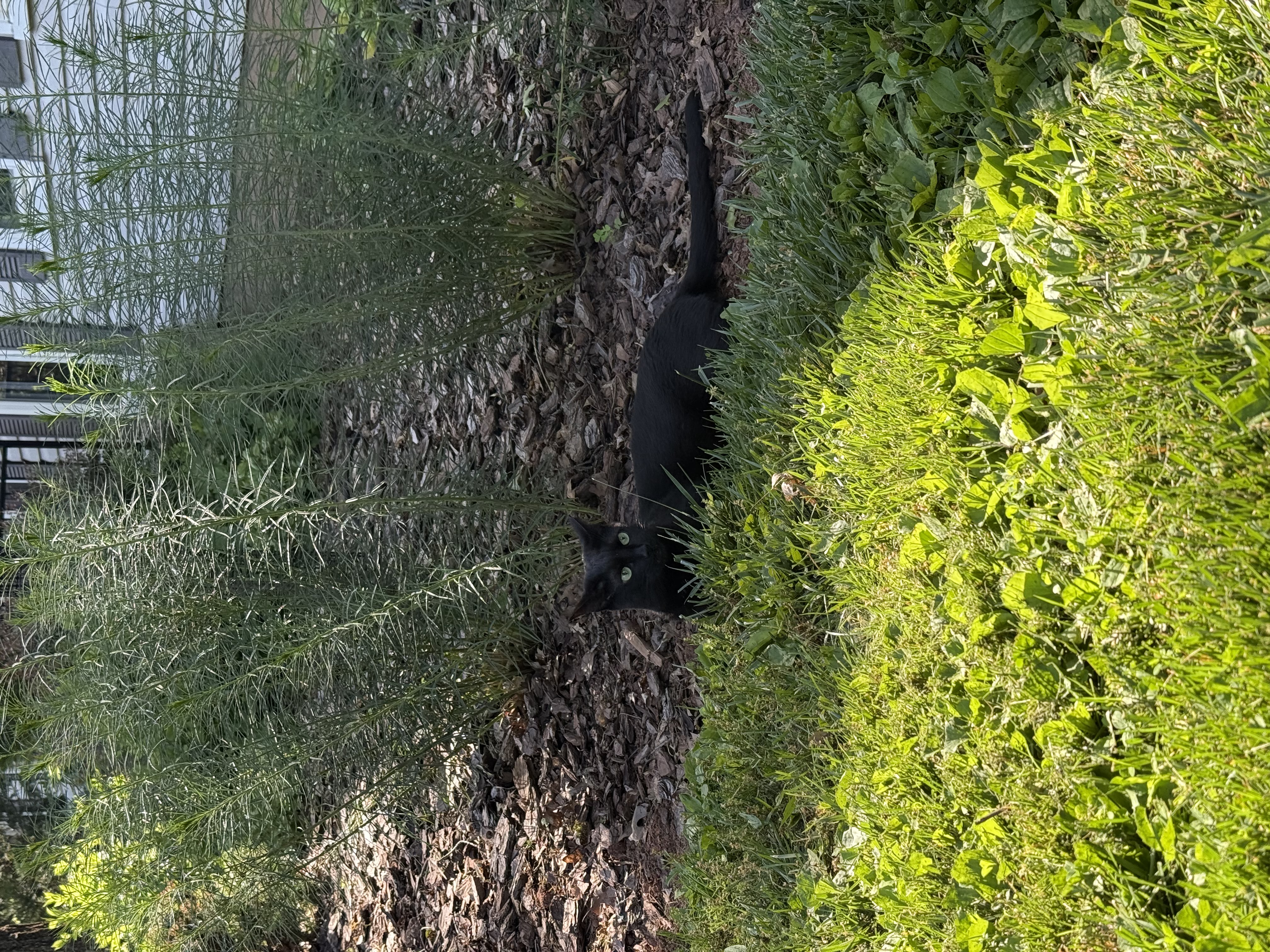 Jiji cat